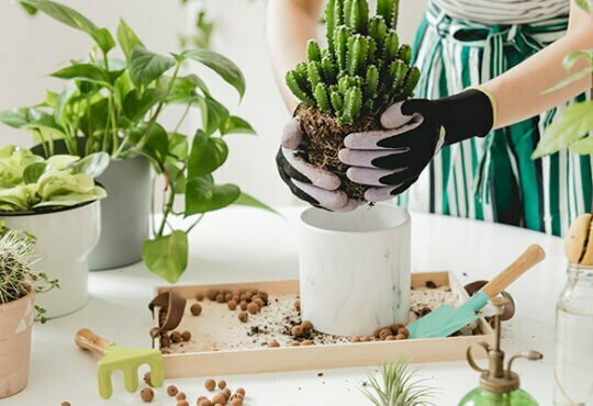 Home Gardening: How to Keep Your Plants Healthy and Growing 19